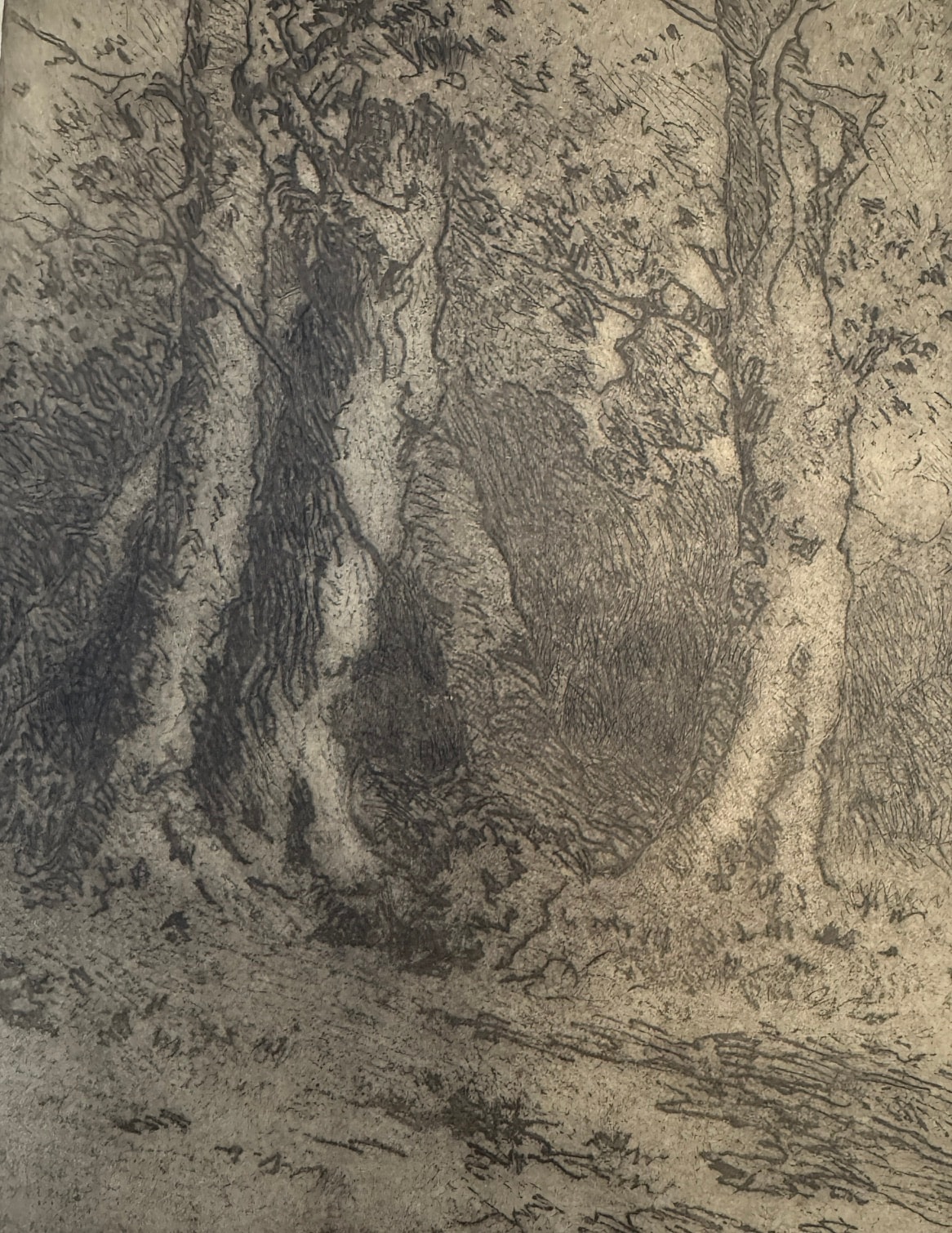 Beech Trees