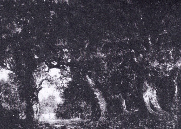 Woodland Slope