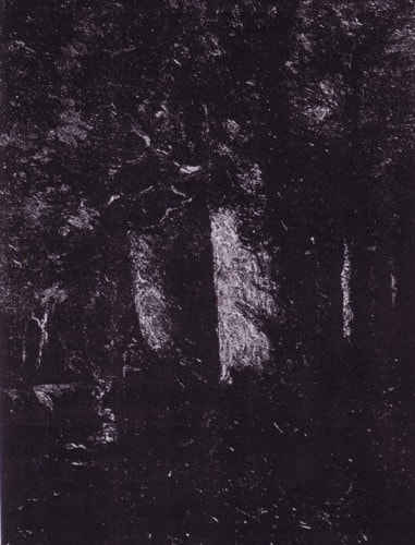 Dark woodland image, Woodcutters, East Aurora