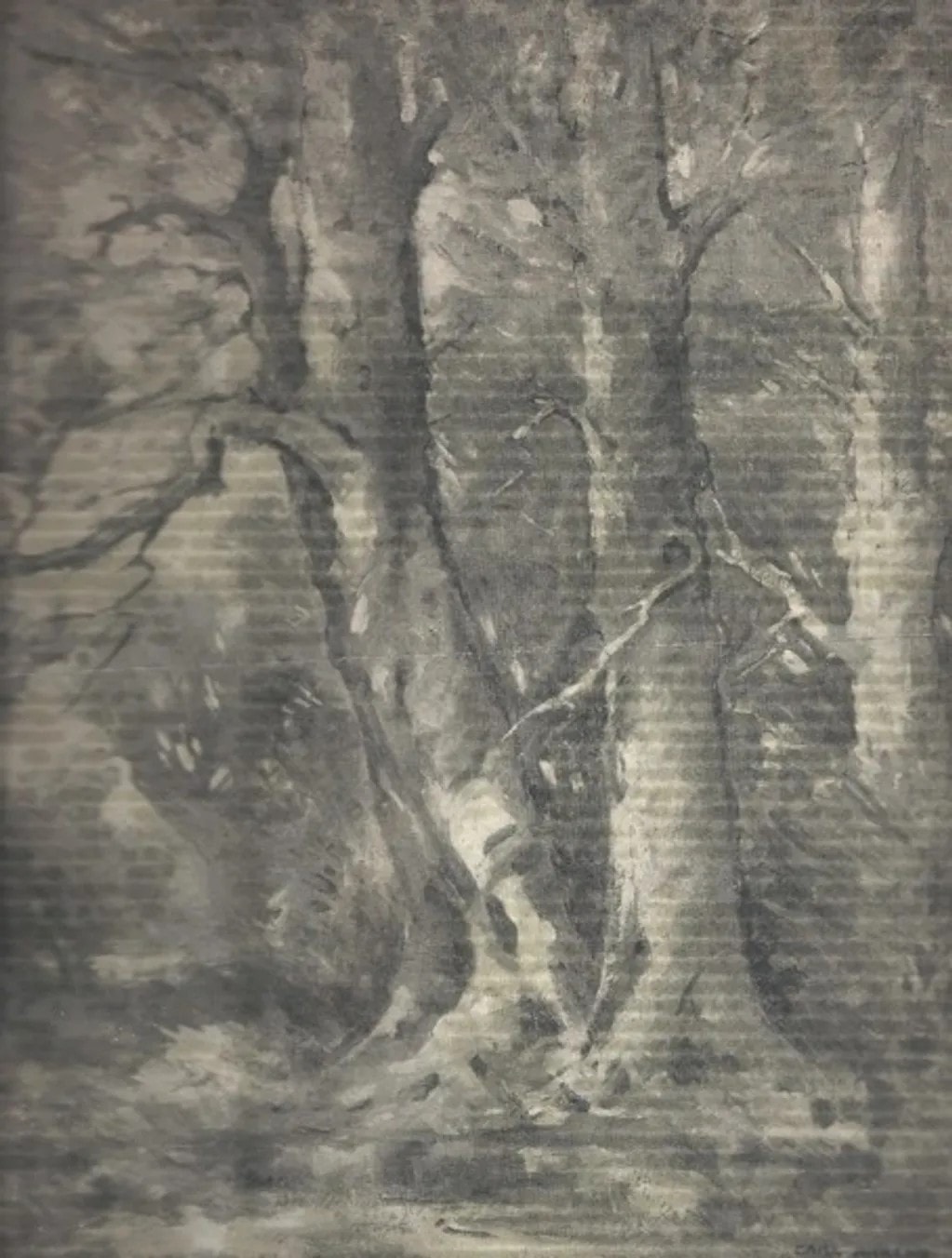 Monochrome woodland scene with pale tree trunks