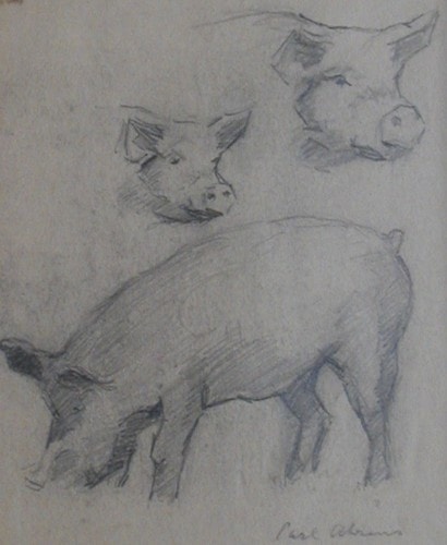 Pencil sketch of pigs, Carl Ahrens