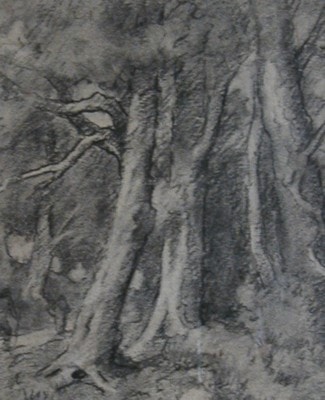 Charcoal sketch of forest trees, Carl Ahrens
