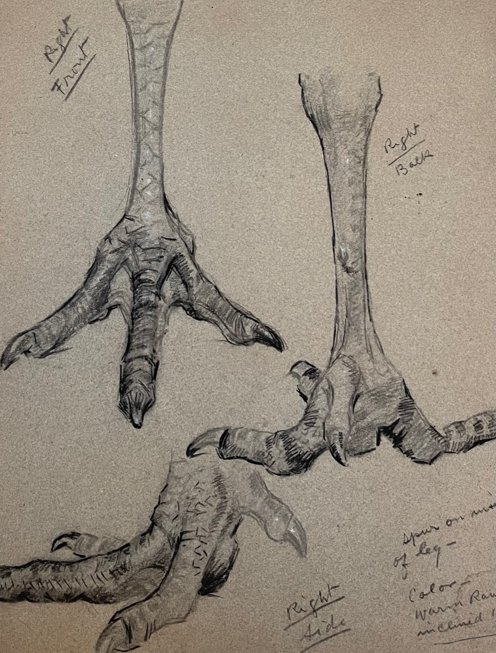 Charcoal study of turkey feet with notes, Carl Ahrens