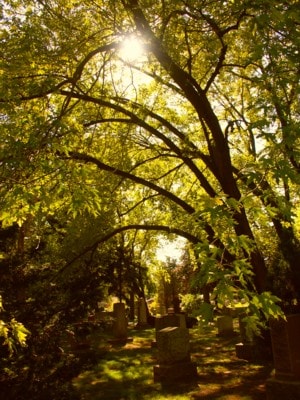 Sunlight filtering through trees at Park Lawn Cemetery