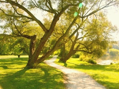 Sunlit walking path beside the river in Lambton Park