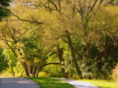 Tree-lined path in Magwood Park