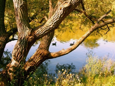 Autumn tree beside the Humber River
